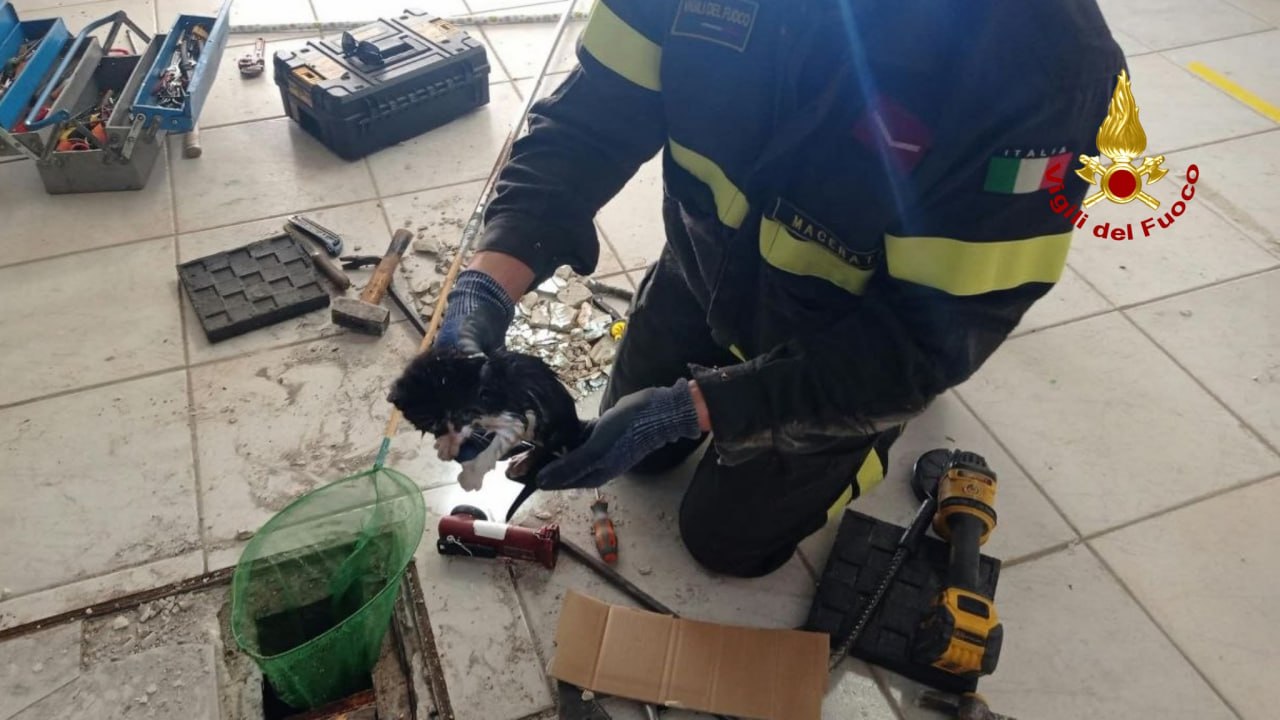 gattino soccorso dai vigili del fuoco a macerata