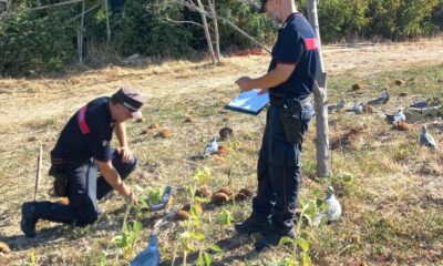 preapertura caccia Marche, Carabinieri Forestali Marche, controlli cacciatori Marche, sanzioni attività venatoria, stagione venatoria 2026, caccia specie in deroga, sicurezza attività venatoria