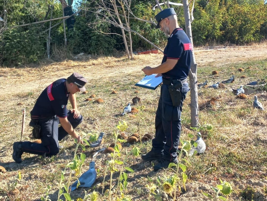  preapertura caccia Marche, Carabinieri Forestali Marche, controlli cacciatori Marche, sanzioni attività venatoria, stagione venatoria 2026, caccia specie in deroga, sicurezza attività venatoria
