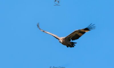 Il grifone Sky del Parco Zoo Falconara durante la reintroduzione in natura in Sardegna