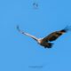 Il grifone Sky del Parco Zoo Falconara durante la reintroduzione in natura in Sardegna