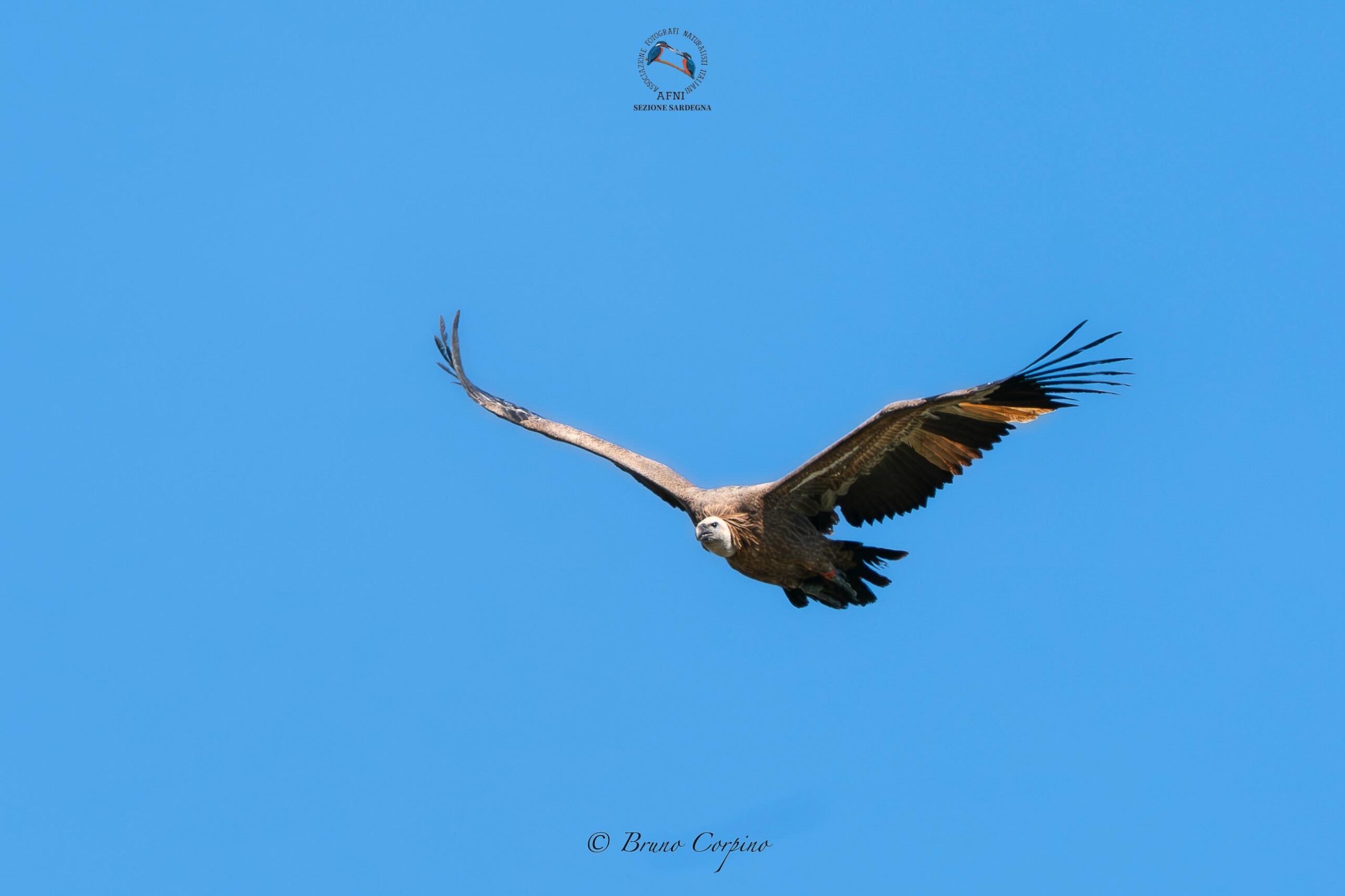 Il grifone Sky del Parco Zoo Falconara durante la reintroduzione in natura in Sardegna