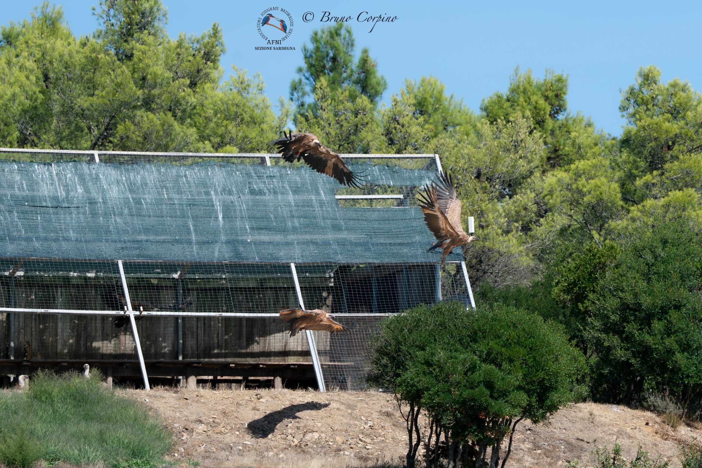 Il grifone Sky del Parco Zoo Falconara durante la reintroduzione in natura in Sardegna
