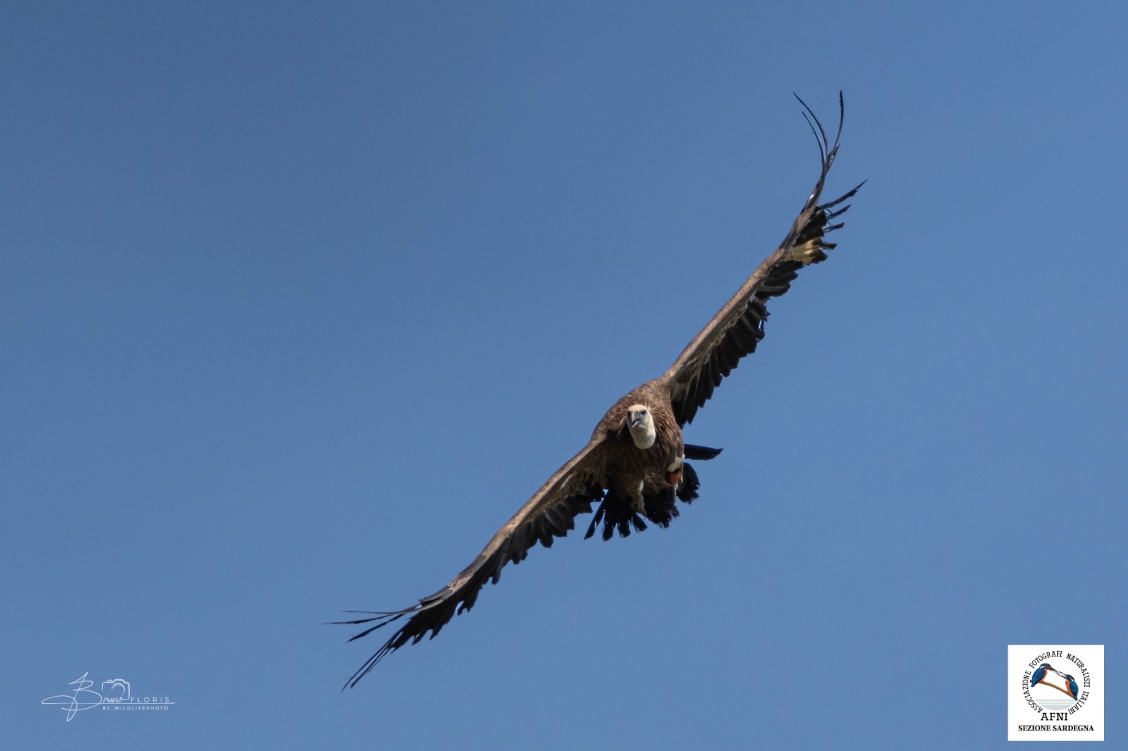 Il grifone Sky del Parco Zoo Falconara durante la reintroduzione in natura in Sardegna