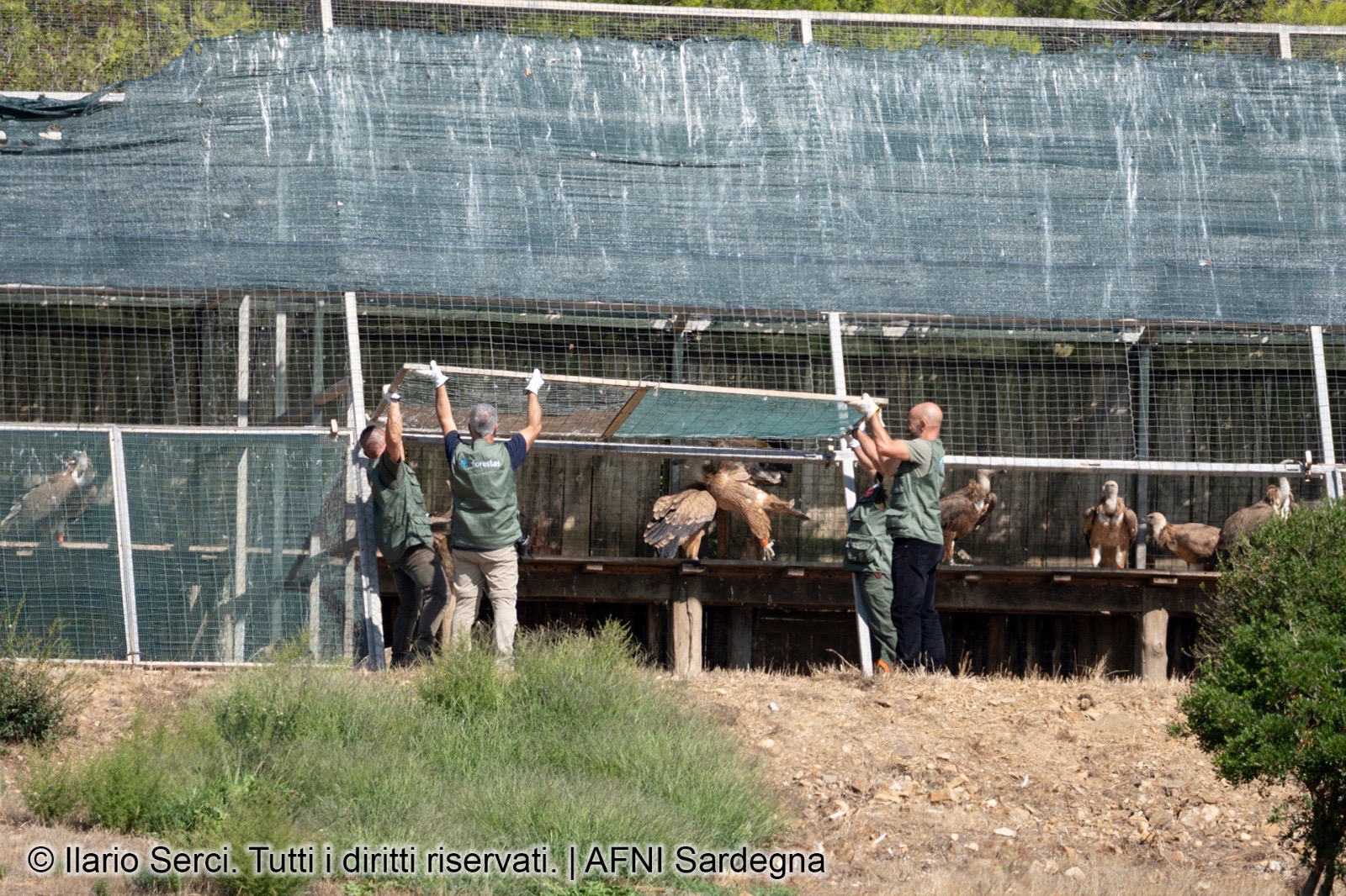 Il grifone Sky del Parco Zoo Falconara durante la reintroduzione in natura in Sardegna